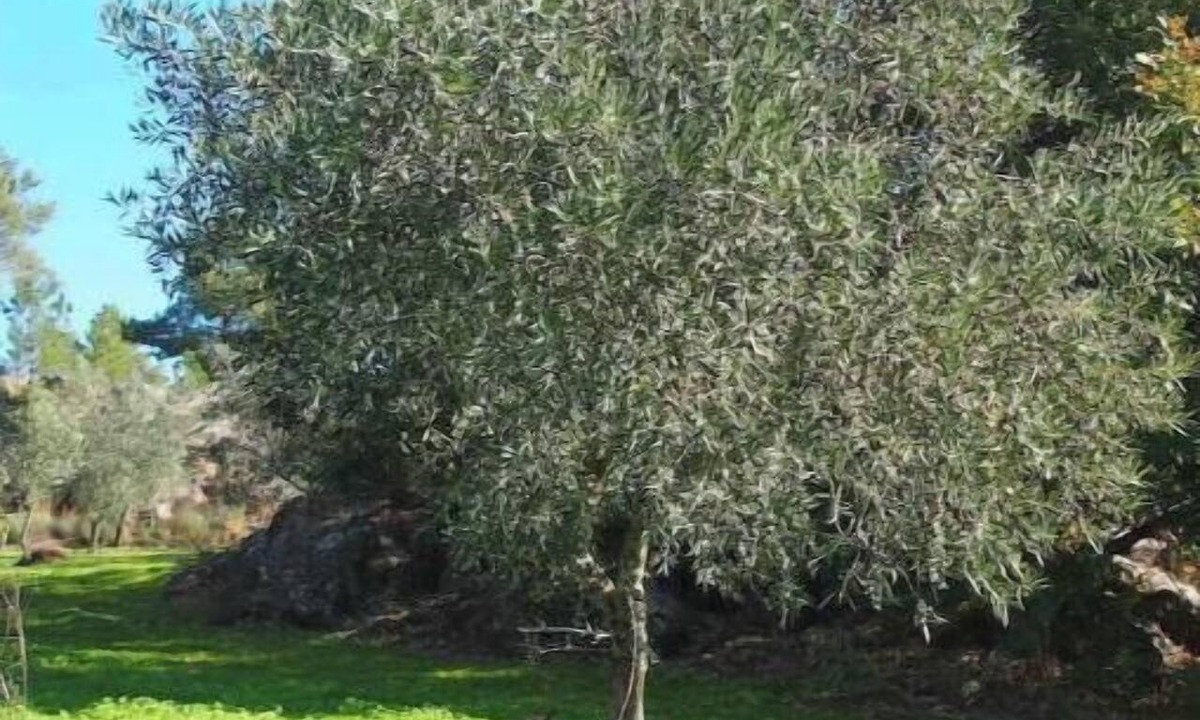 Trancoso Other | A Nature Getaway in the Heart of an Agroecological Farm