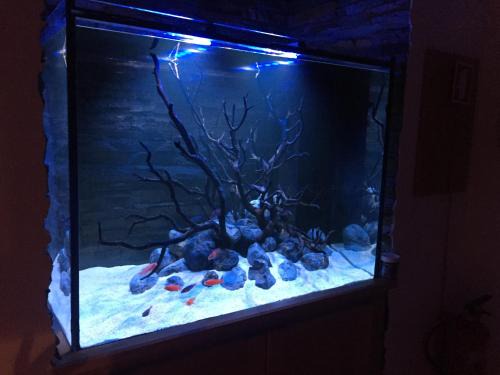 Santiago Apartment | Aquarium House