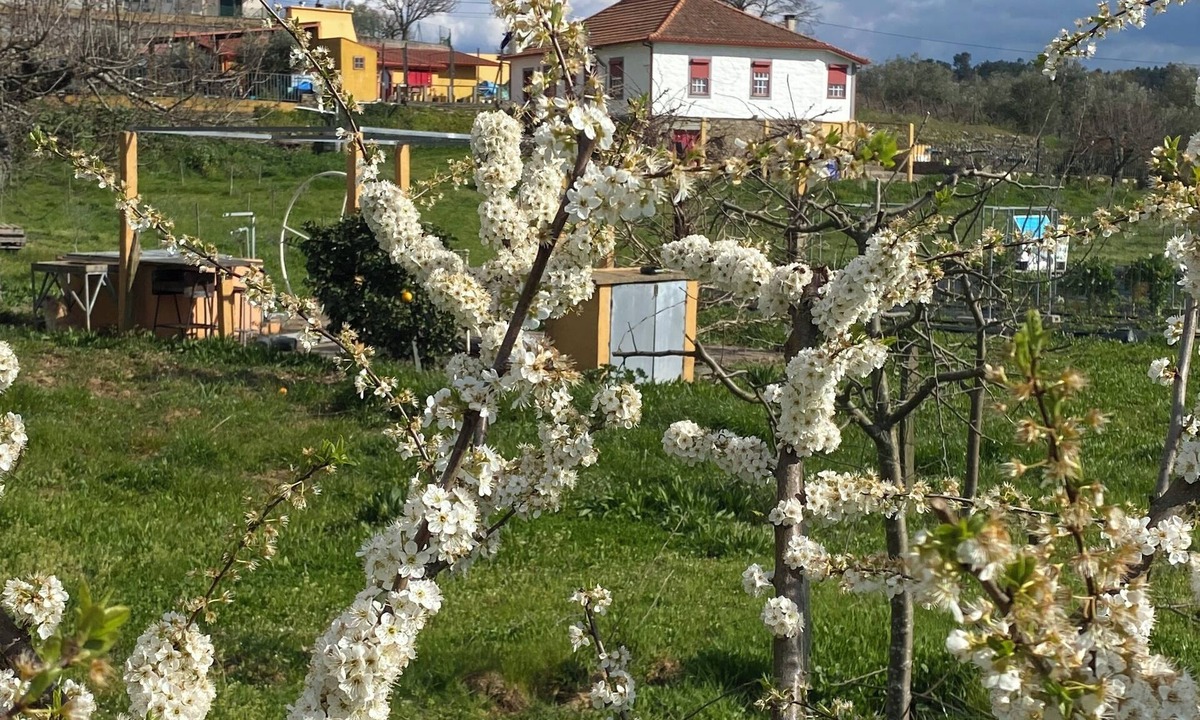 Peso da Regua House | Casa da vinha Grande