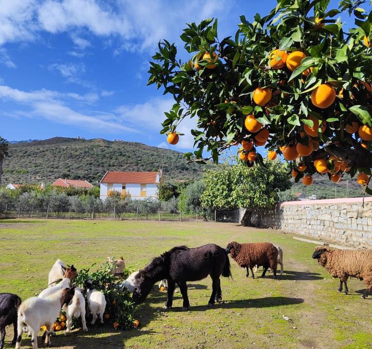 Elvas House | Casa do forte
