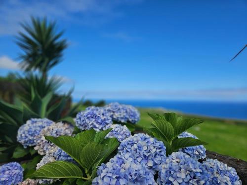 Nordeste Apartment | Ocean View - Nordeste