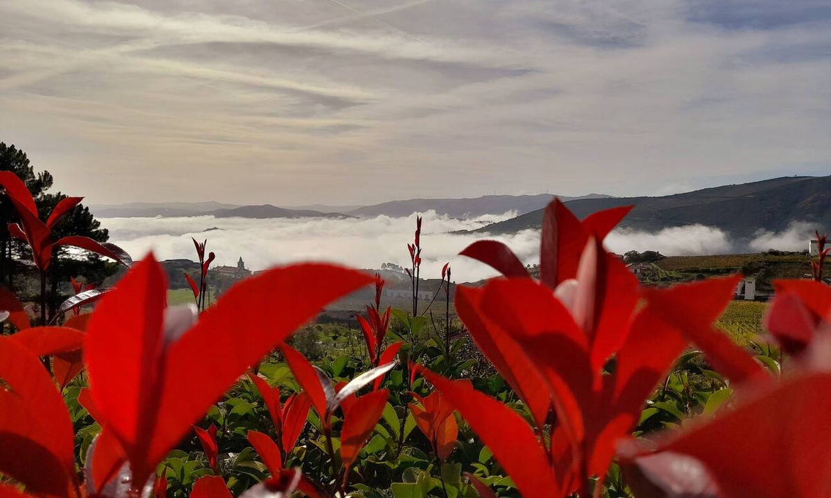 Provesende House | Quinta Manhas Douro