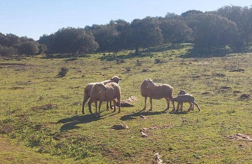 Estremoz House | 220 m² House ∙ 3 bedrooms ∙ 7 guests