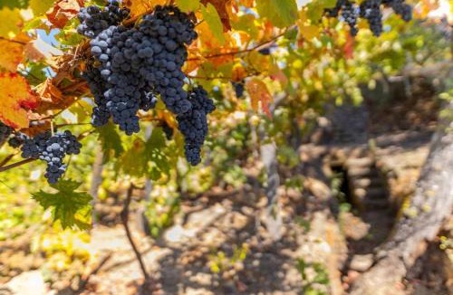 Peso da Regua House | Casa Dona Aninhas - Douro