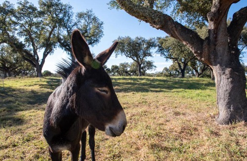 Courelinhas House | Herdade das Onzenas de Cima