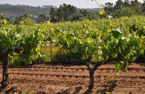 Ourem House | Quinta da Serrana