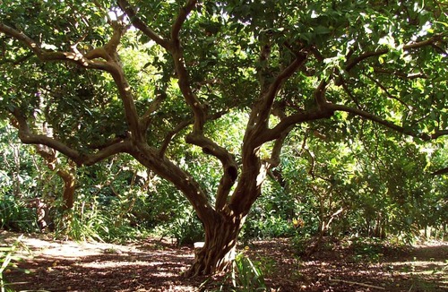 Horta Bed & Breakfast | Quinta das Buganvílias