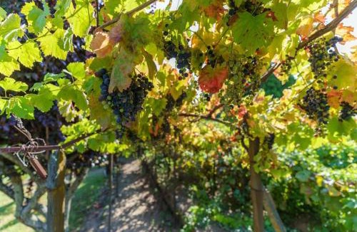 Peso da Regua House | Quinta de Villa Franca - Douro