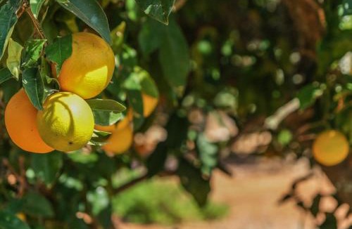 Sargacal House | Quinta do Coala - Spacious Countryside Orchard Escape, 10 min from Lagos