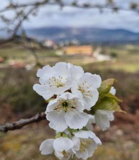 Covilha House | Quinta do Limite - Agroturismo