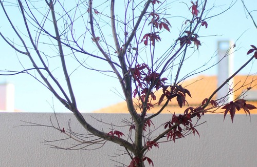Mafra House | Rooftop & BBQ house at Mafra Vila center