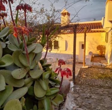 Olive -Casa da Boavista