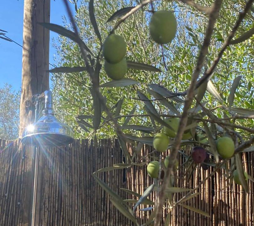 Silves House | Glamping Algarve Olive Tree Lodge
