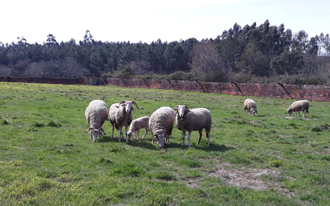 Photo of Outdoor in Meada