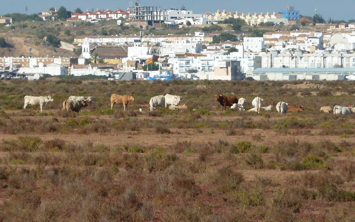 Photo of Buildings in Manta Rota