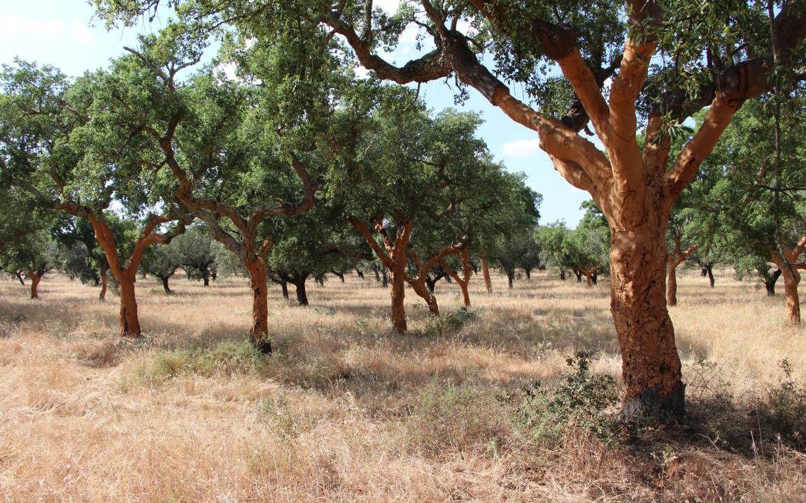 Photo of Others in Evora