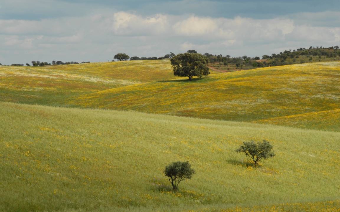 Photo of Others in Mertola
