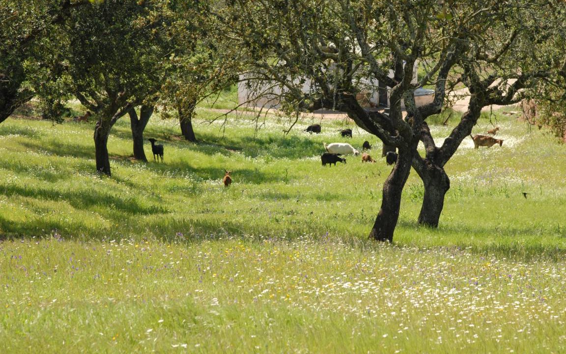 Photo of Others in Mertola