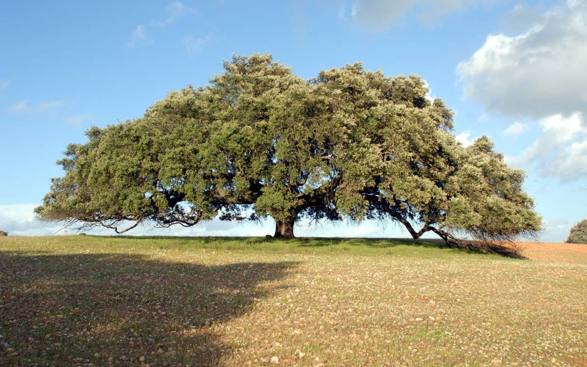Photo of Others in Mertola