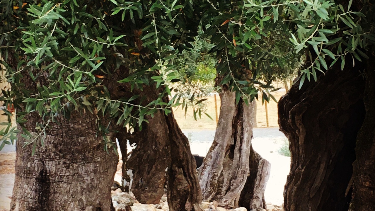Photo of Outdoor in Fortios