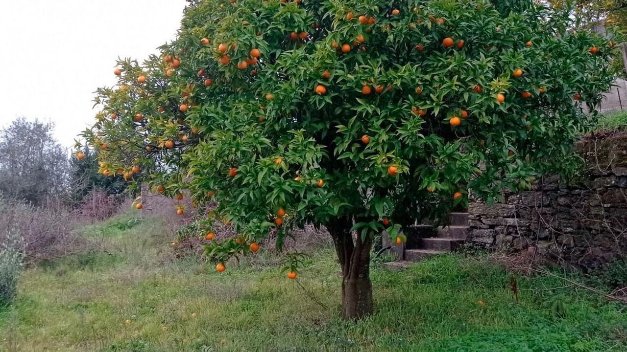 Photo of Outdoor in Tomar