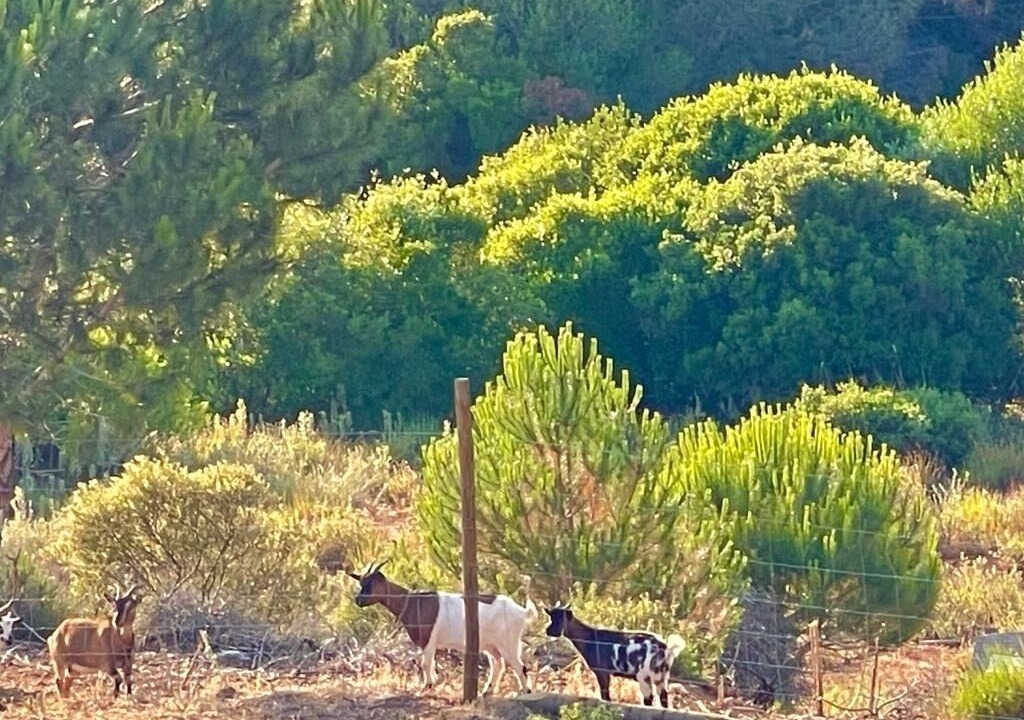 Photo of Outdoor in Aldeia de Irmaos