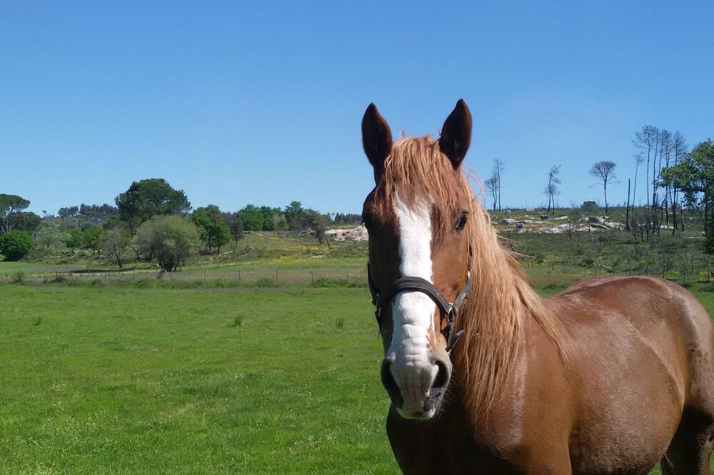 Photo of Outdoor in Carregal do Sal
