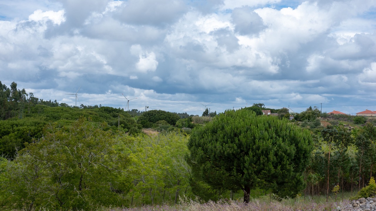 Photo of Others in Reguengo Grande