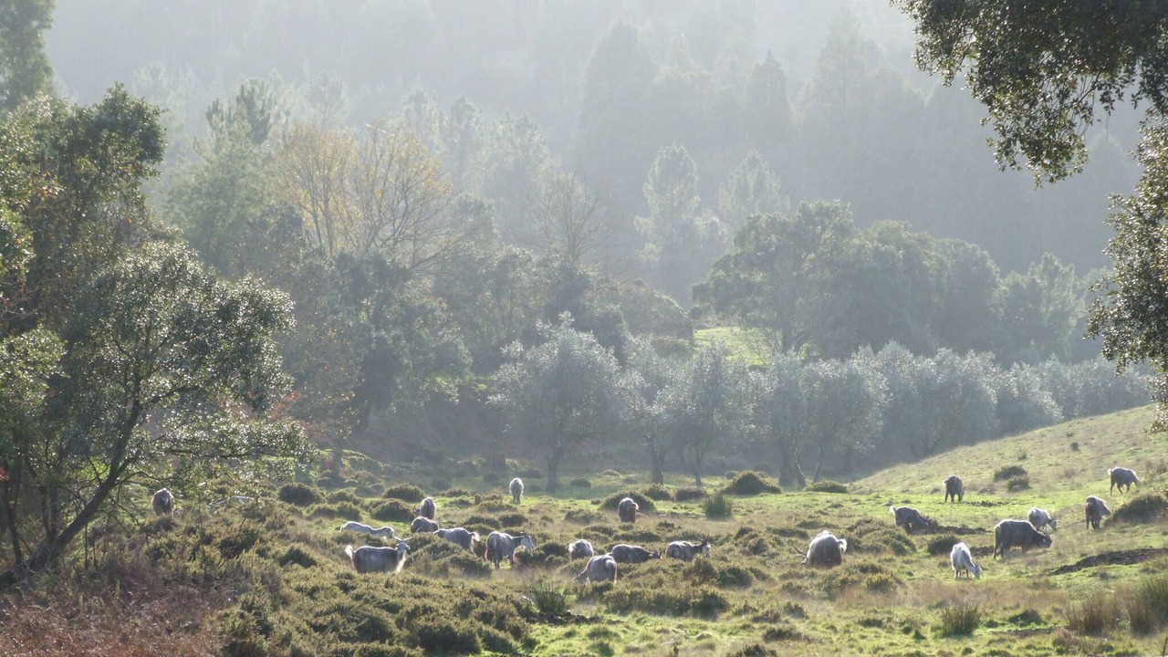 Photo of Others in Sao Martinho da Cortica