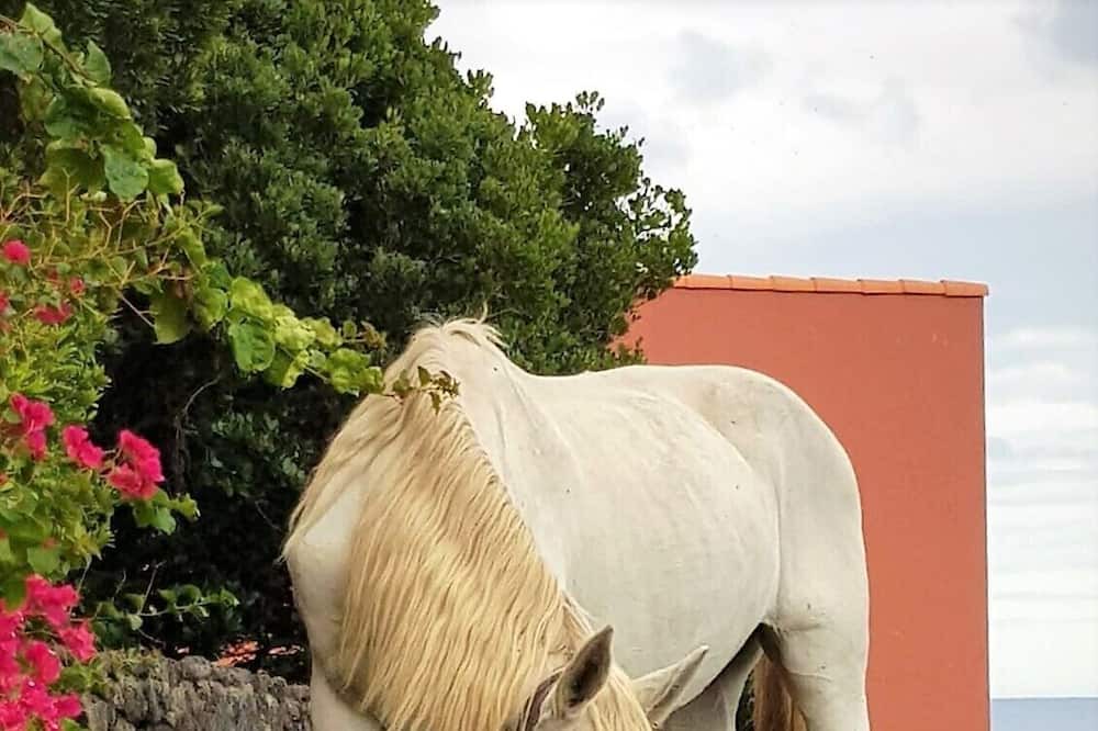 Photo of Others in Ponta Delgada