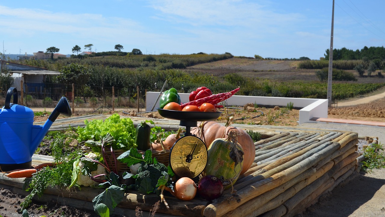 Photo of Outdoor in Amoreira