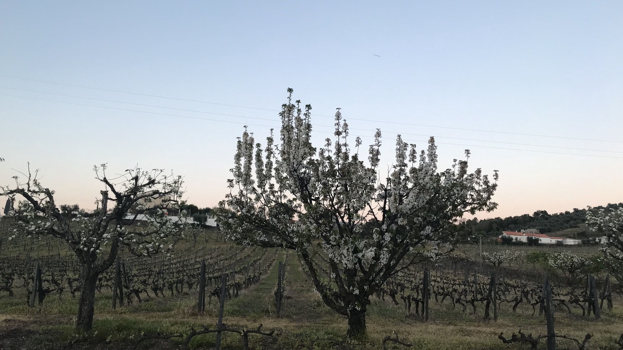 Photo of Outdoor in Lamego