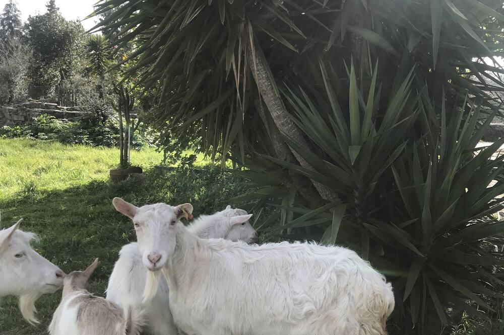 Photo of Outdoor in Penela