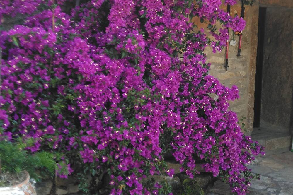 Photo of Outdoor in Penela
