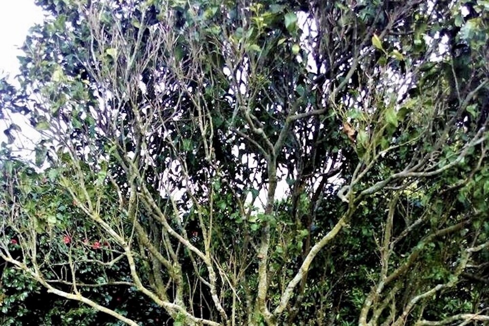 Photo of Outdoor in Ribeira Grande