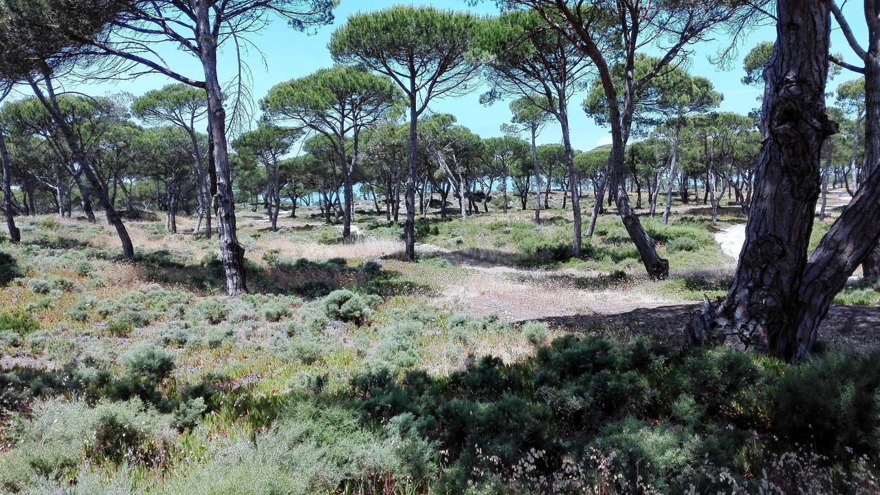 Photo of Outdoor in Meco