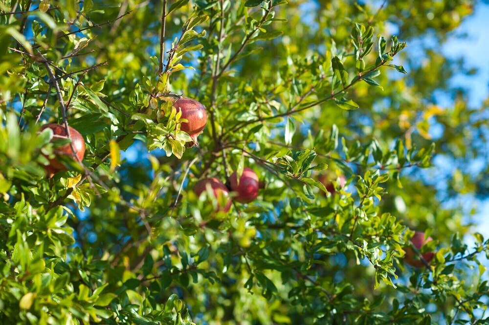 Photo of Outdoor in Tavira