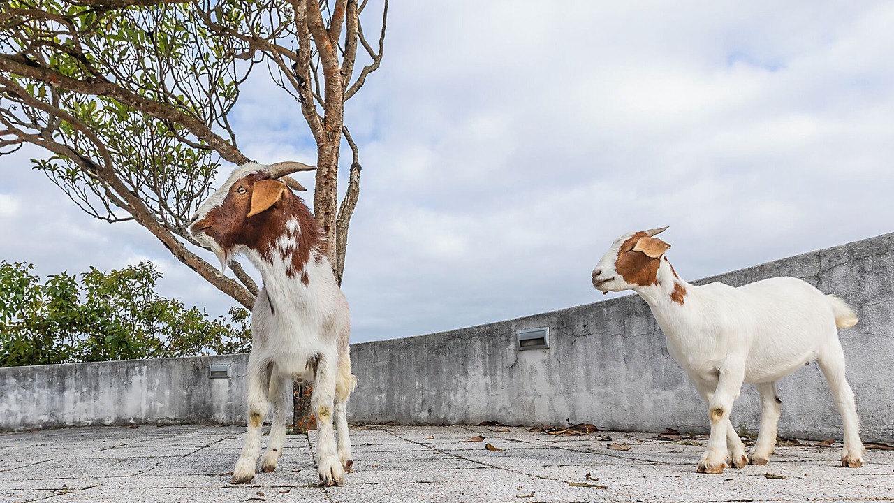 Photo of Outdoor in Casal do Pardo