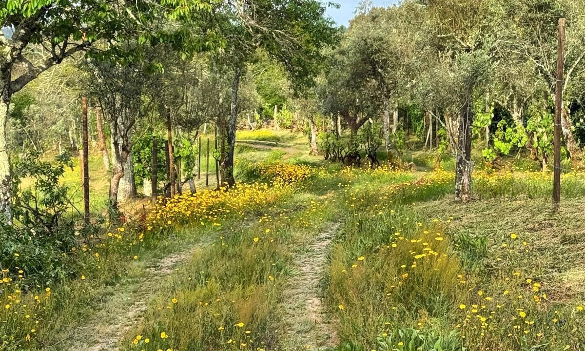 Photo of Outdoor in Sao Tiaguinho