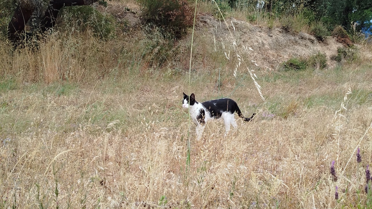 Photo of Outdoor in Fundao