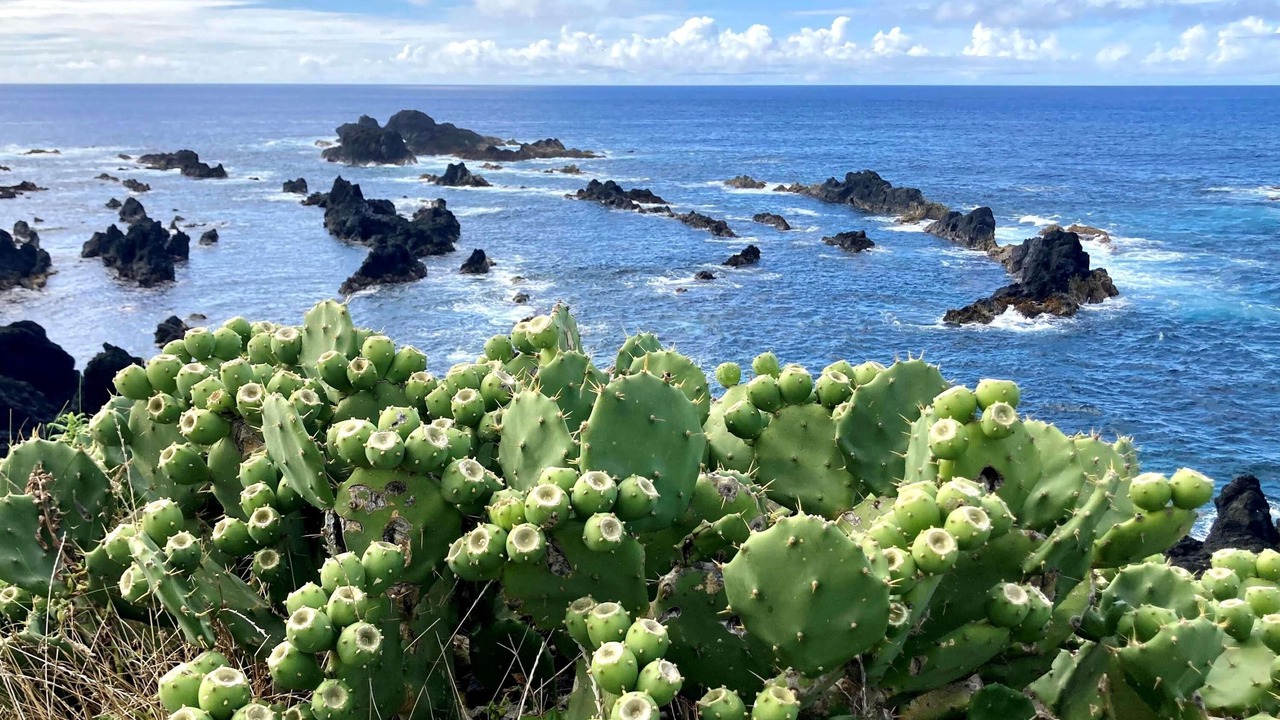Photo of Others in Ponta Delgada