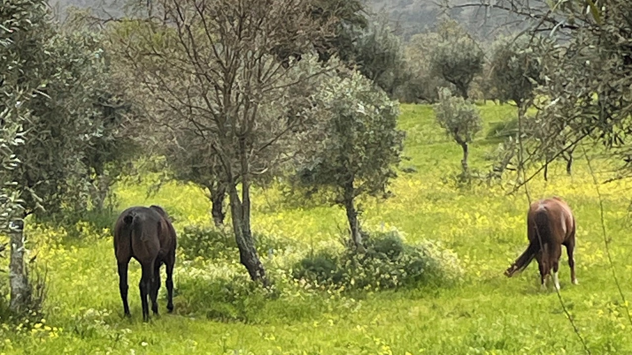 Photo of Others in Castelo de Vide