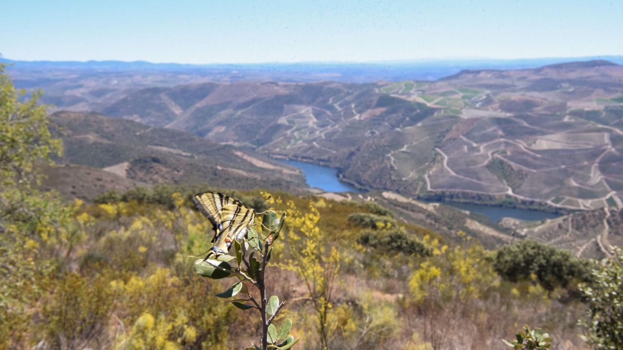 Photo of Others in Torre de Moncorvo