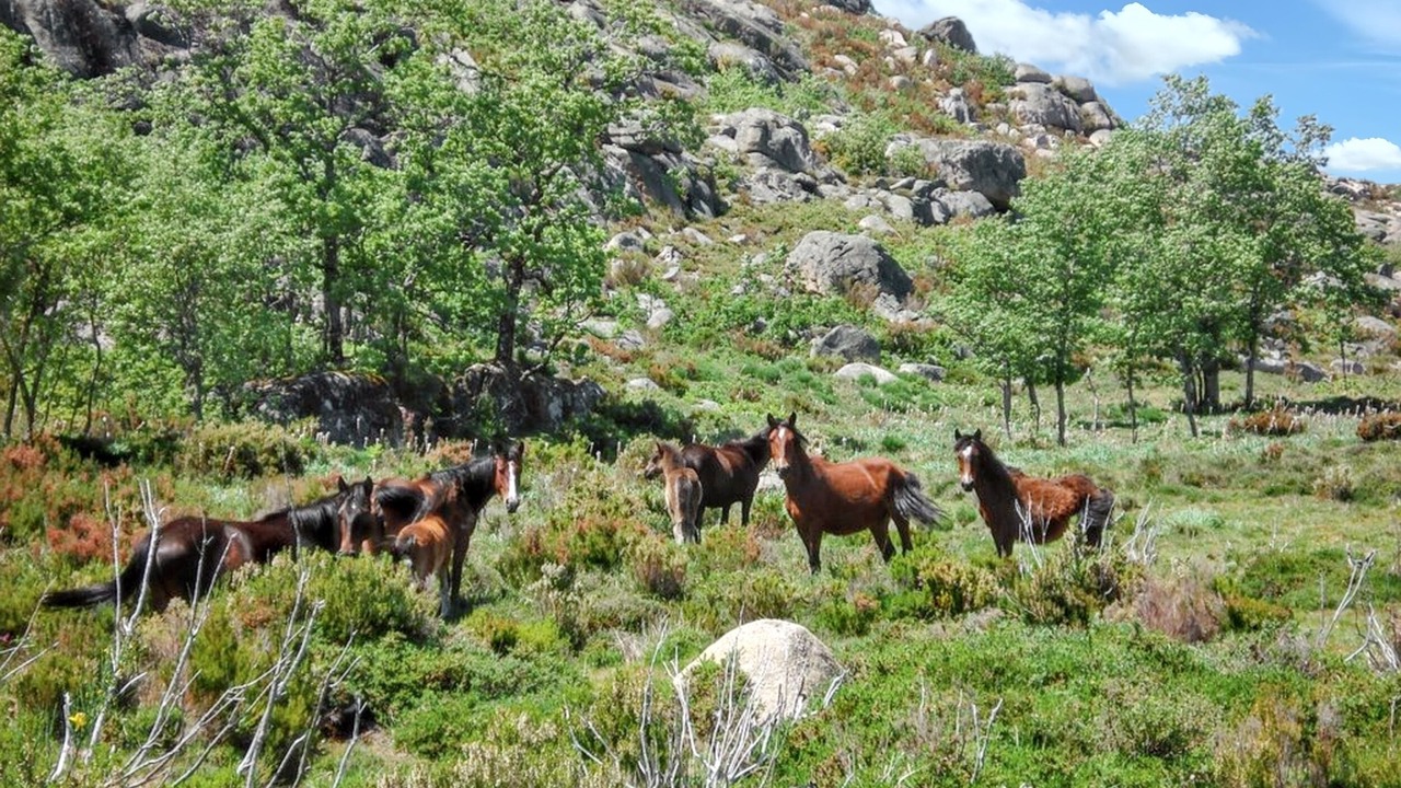 Photo of Outdoor in Lindoso