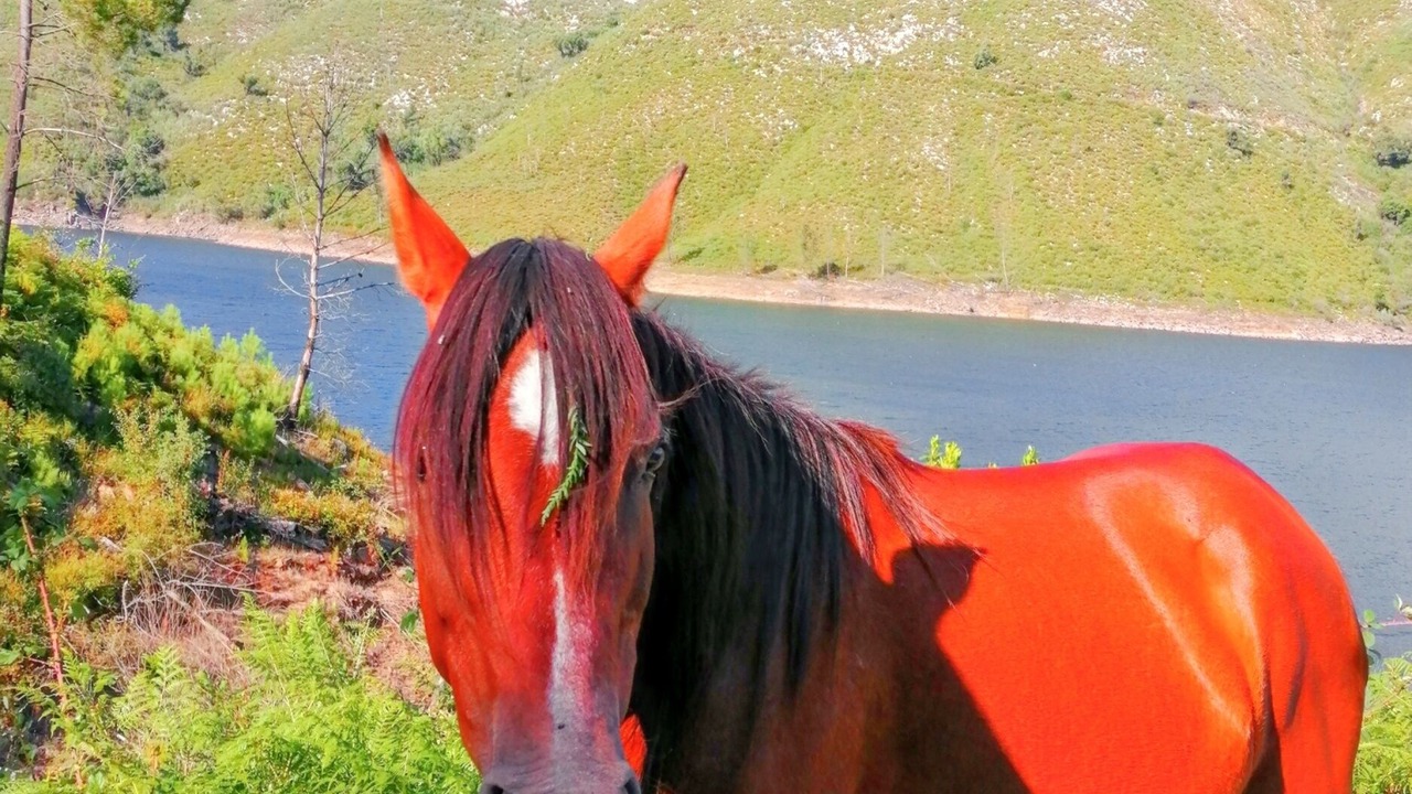 Photo of Others in Lindoso
