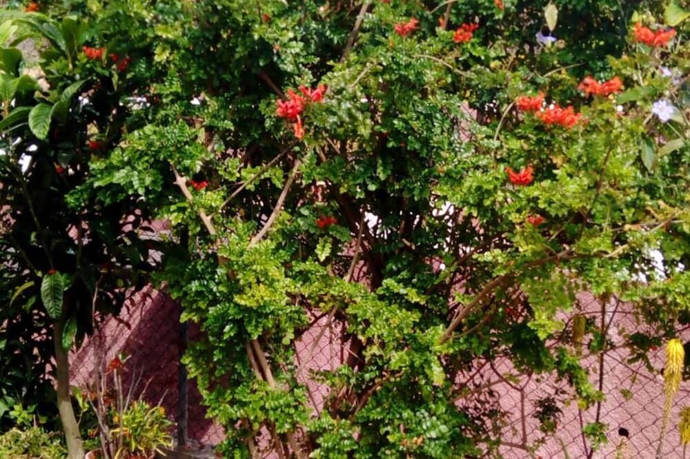 Photo of Outdoor in Arco da Calheta