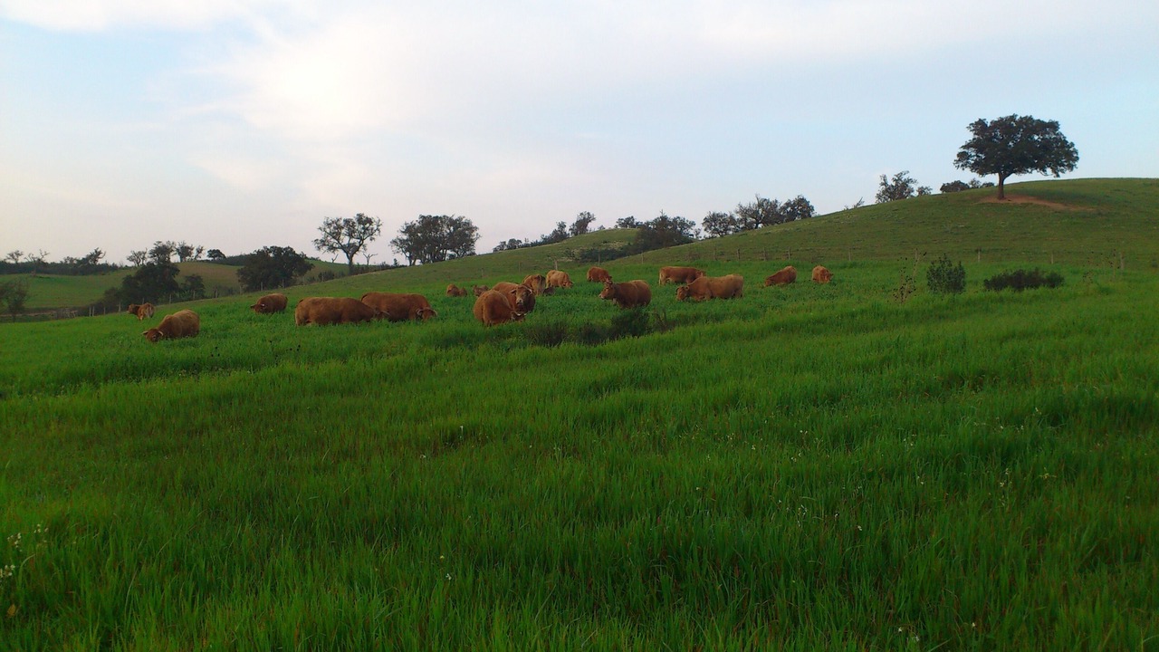 Photo of Outdoor in Baiona
