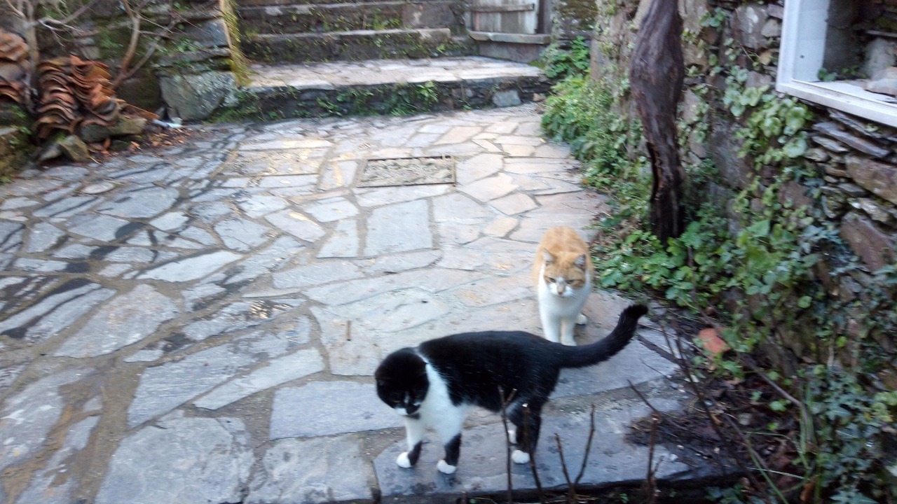 Photo of Outdoor in Lousa