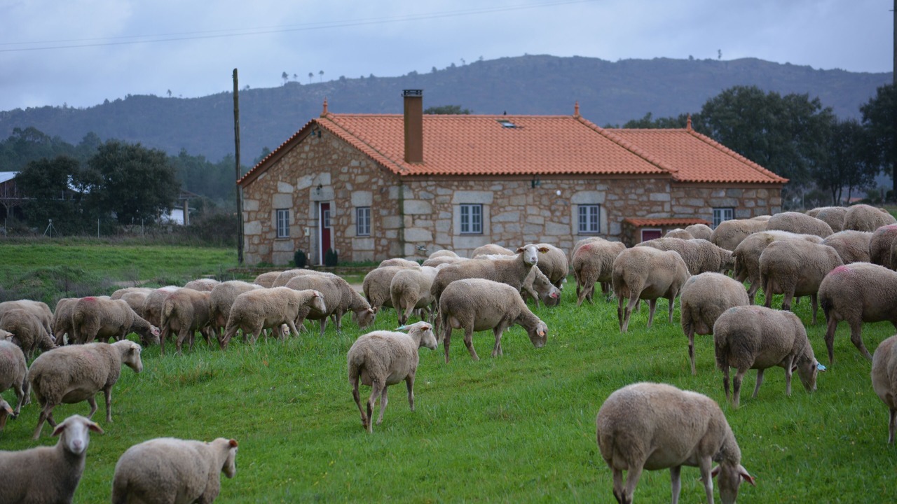 Photo of Others in Celorico da Beira