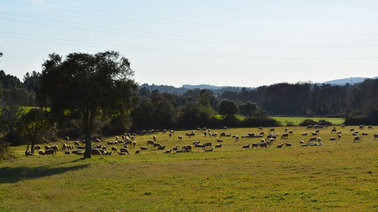 Photo of Others in Celorico da Beira